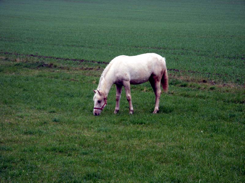 Fez12.jpg - Lieber mal fressen, dann ist es schon gleich besser!