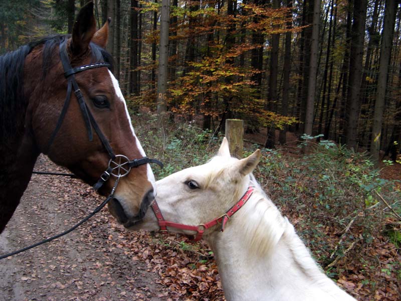 Fez13.jpg - Den Leroy mag ich sooo gerne!