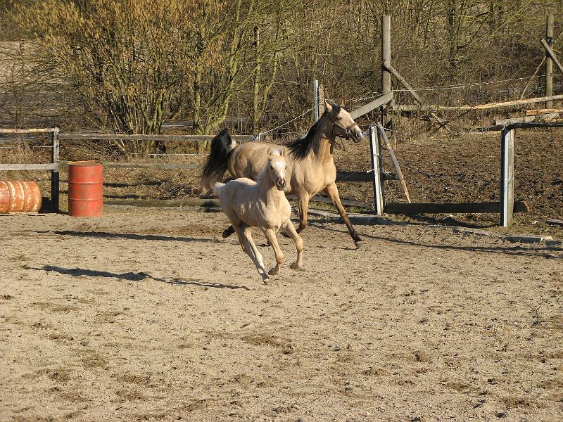 11.jpg - He, ist rennen SCHÖN!