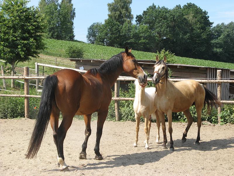 05.jpg - Muß doch mal ein ernstes Wort mit Antaria über die Erziehung des Kleinen reden.