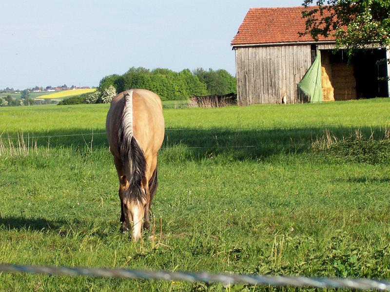 03.jpg - Ich suche eine neue Herde, mit der ich und mein Sohn auf die Weide gehen können.