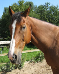 Leeroy