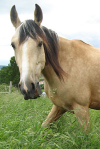 Antaria